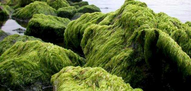 خصائص الطحالب الخضراء