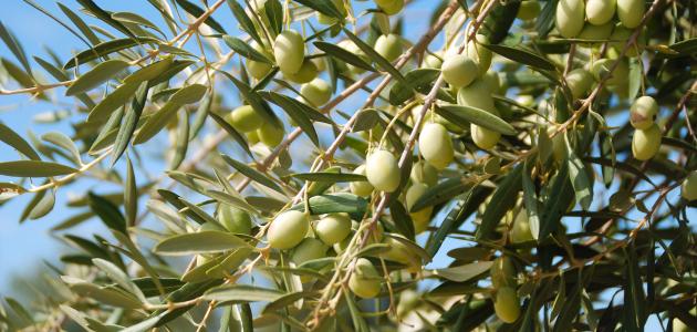 فوائد ثمرة شجرة الزيتون
