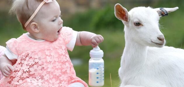 فوائد حليب الماعز للأطفال الرضع