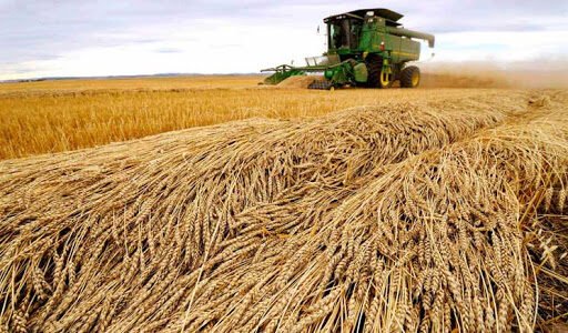 كيفية حصاد القمح تعرف على المحصول رقم واحد عالميا