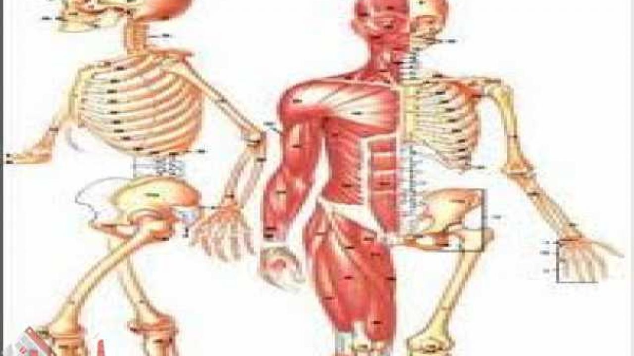 تصنيف مفاصل الجسم Joints حسب نطاق الحركة