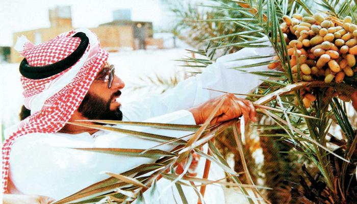 زراعة النخيل في الإمارات