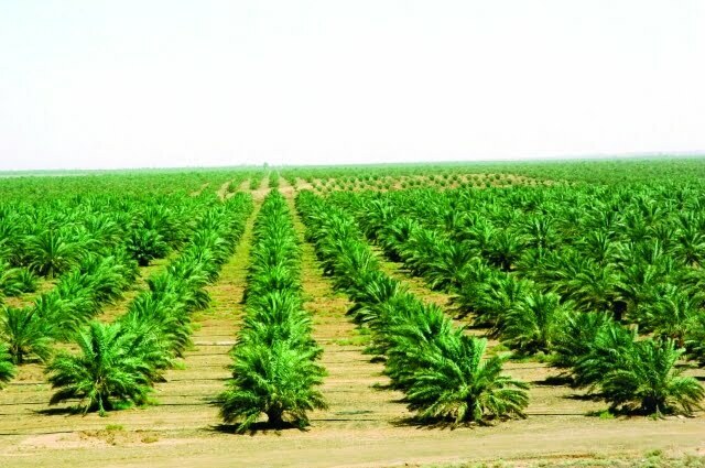 الزراعة في دولة الإمارات أهم المشاكل