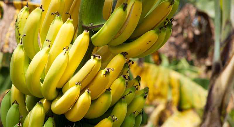 الآفات والأمراض التي تصيب شجر الموز