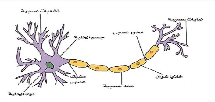 ما هي مكونات الخلية العصبية