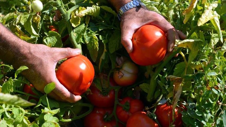 الوقت المناسب لزراعة الطماطم