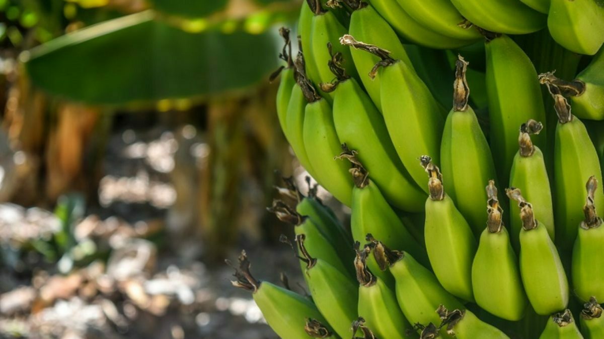 زراعة شجر الموز بالبذور