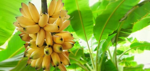 كيف يزرع شجر الموز والطريقة الافضل في زراعته