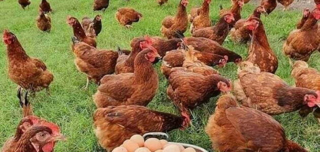 أفضل فيتامين لزيادة البيض عند الدجاج