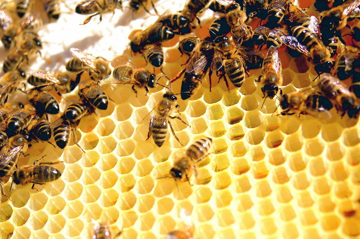لنتعرف الآن على العناصر الأساسية لطائفة النحل:
