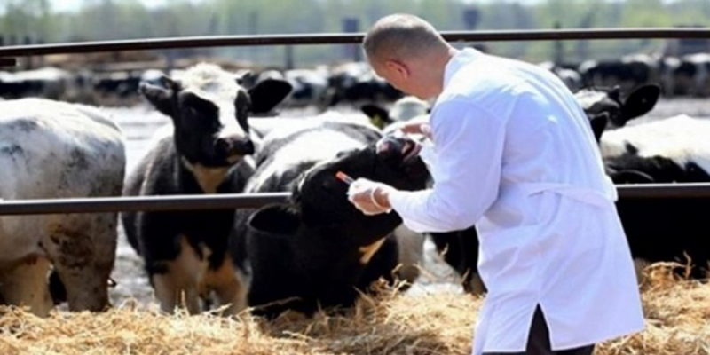 مرض بلاك كوارتر كأحد أشهر أمراض الأبقار الواجب علاجها