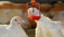 أمراض الدجاج وطرق علاجها الفعالة