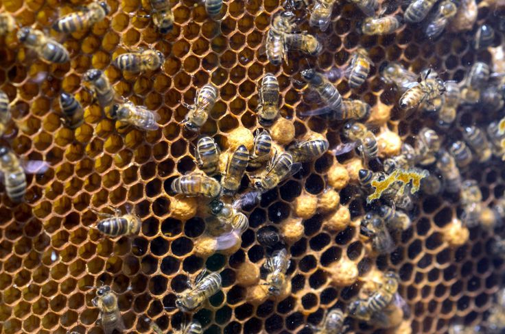 دورة حياة خلية النحل