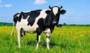أشهر أمراض الأبقار وعلاجها
