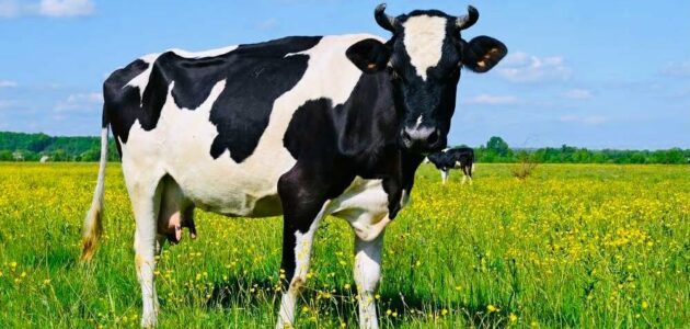 أشهر أمراض الأبقار وعلاجها