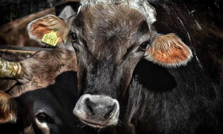 الجمرة الخبيثة كأحد أشهر أمراض الأبقار الواجب علاجها
