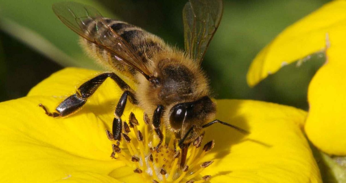 لنتعرف الآن على العناصر الأساسية لطائفة النحل: