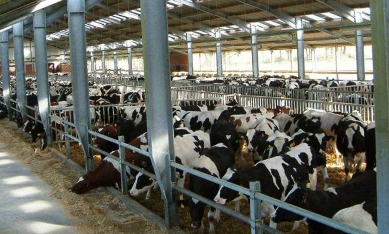 أنواع مزارع تربية الأبقار