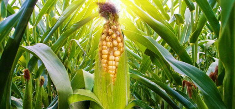 مشروع زراعة الذرة بالتفصيل