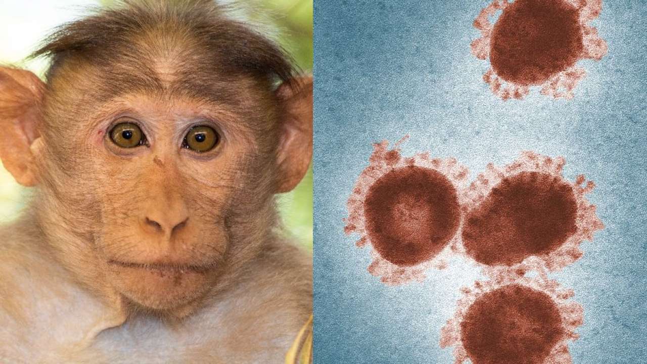 درجة خطورة مرض جدري القرود
